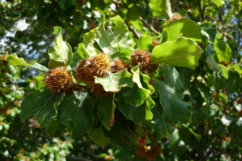 Fagus sylvatica / Faggio